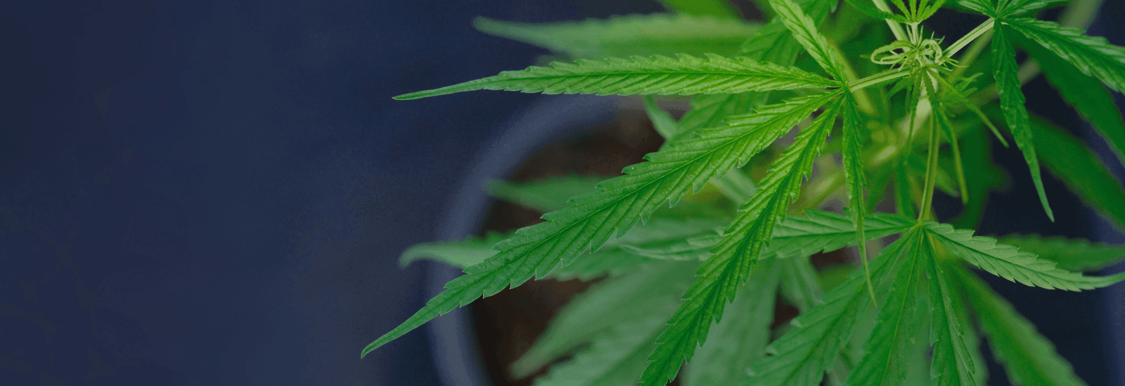 grüne Cannabis Pflanze mit dunkelblauem Hintergrund