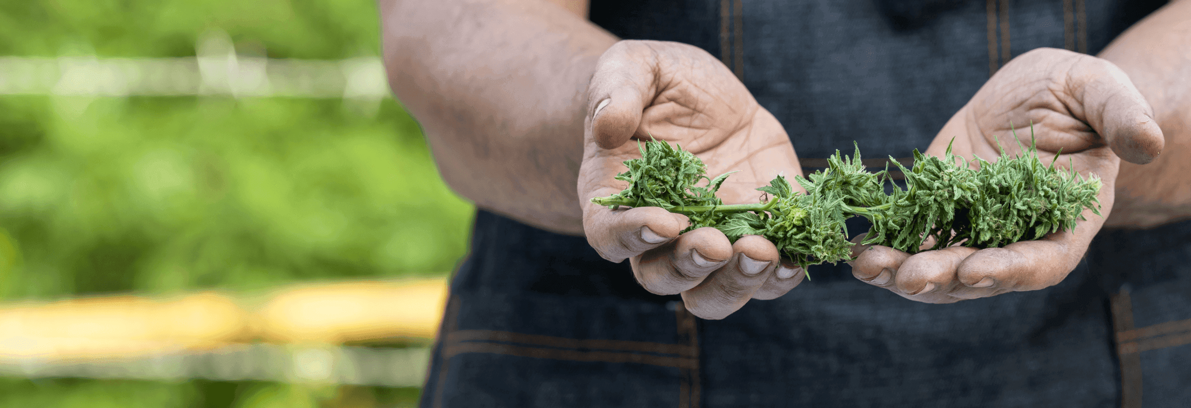 Mann hält Cannabis Blüten in Händen