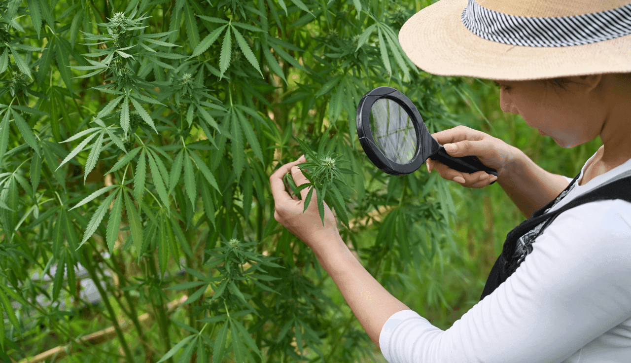 Frau untersucht mit Lupe Cannabis Pflanzen
