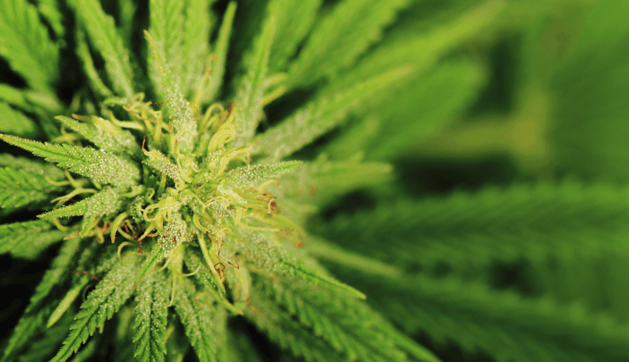 grüne Cannabis Pflanze